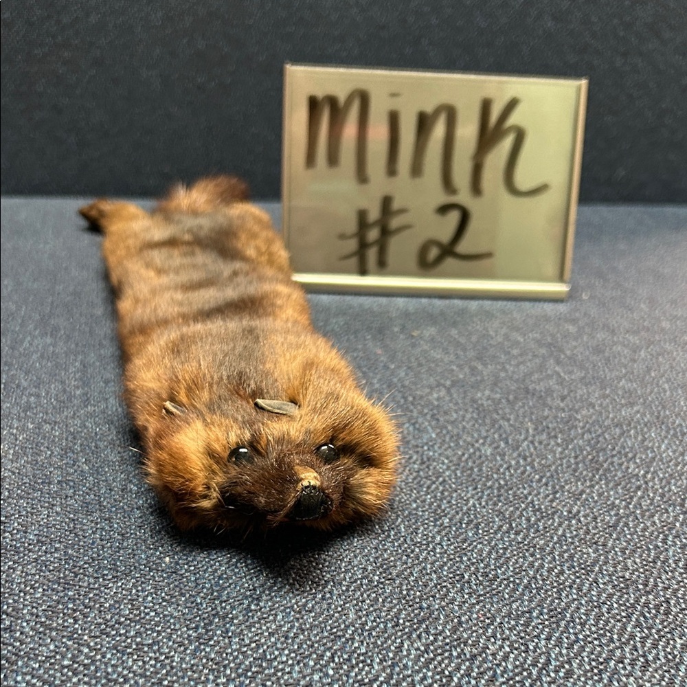 99 Mink Fur Pelt Choice 2